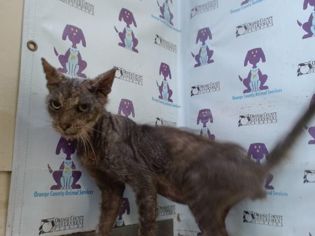 Shelter Stray Male Cat last seen , 2769 Conroy Rd, Orlando, FL 32839, USA