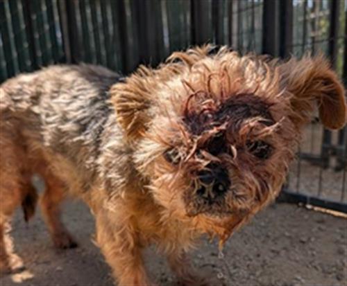 Shelter Stray Female Dog last seen , 600 Aviation Dr, Camarillo, CA 93010, USA