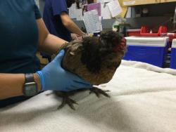 Shelter Stray Female Bird last seen Near BLOCK ROCKINGHAM PL, RIVERSIDE, CA, 6851 Van Buren Boulevard, Jurupa Valley, CA 92509, USA