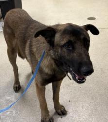 Shelter Stray Male Dog last seen EMERY ST & RIVERVIEW DR, 6851 Van Buren Boulevard, Jurupa Valley, CA 92509, USA