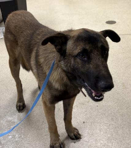 Shelter Stray Male Dog last seen EMERY ST & RIVERVIEW DR, 6851 Van Buren Boulevard, Jurupa Valley, CA 92509, USA