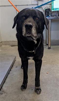Shelter Stray Male Dog last seen , 600 Aviation Dr, Camarillo, CA 93010, USA