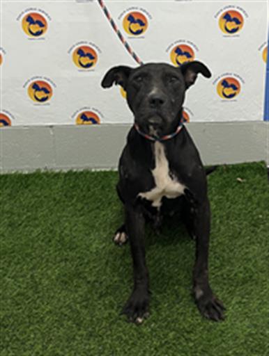 Shelter Stray Male Dog last seen LUMBERTON RD, 19640 Dogpatch Ln, Land O' Lakes, FL 34638, USA