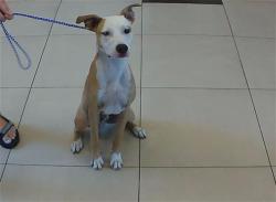 Shelter Stray Male Dog last seen BEACON WOODS- FIVAY AND CLAYTON BLVD, 19640 Dogpatch Ln, Land O' Lakes, FL 34638, USA