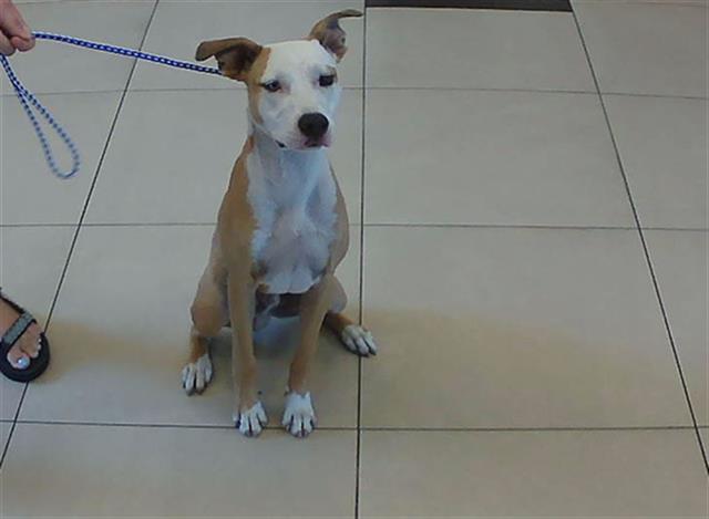Shelter Stray Male Dog last seen BEACON WOODS- FIVAY AND CLAYTON BLVD, 19640 Dogpatch Ln, Land O' Lakes, FL 34638, USA