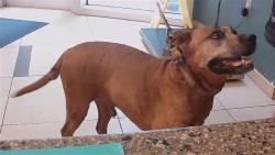 Shelter Stray Female Dog last seen BENITA ROAD AND ROSELAWN DRIVE (LAKE CONNELY MOBILE HOME PARK), 19640 Dogpatch Ln, Land O' Lakes, FL 34638, USA