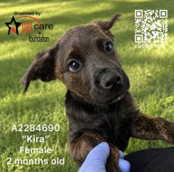 Shelter Stray Female Dog last seen , 3201 Lacy St, Los Angeles, CA 90031, USA