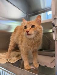 Shelter Stray Male Cat last seen GRANGE CREEK PARK - 4200 E 110TH AVE, 12155 Park Blvd, Brighton, CO 80601, USA