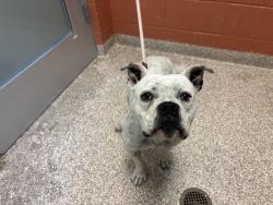Shelter Stray Female Dog last seen Near BLOCK CANTERBURY LN, PUEBLO CO 81005, 4600 Eagleridge Pl, Pueblo, CO 81008, USA