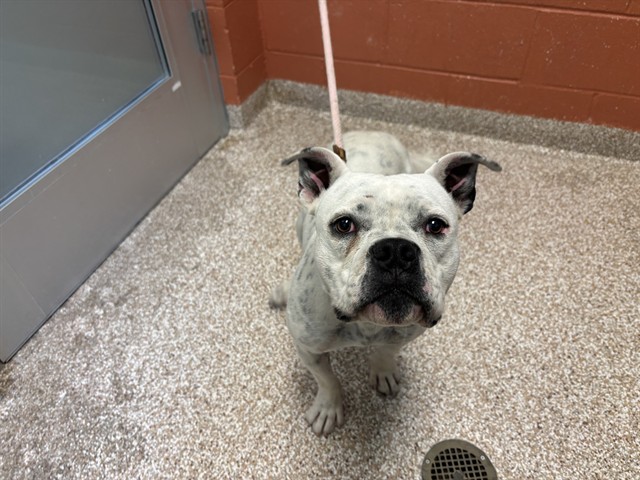 Shelter Stray Female Dog last seen Near BLOCK CANTERBURY LN, PUEBLO CO 81005, 4600 Eagleridge Pl, Pueblo, CO 81008, USA