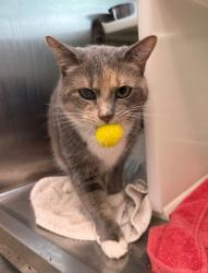 Shelter Stray Female Cat last seen THORNTON COMMUNITY CENTER - 2211 EPPINGER BLVD, 12155 Park Blvd, Brighton, CO 80601, USA