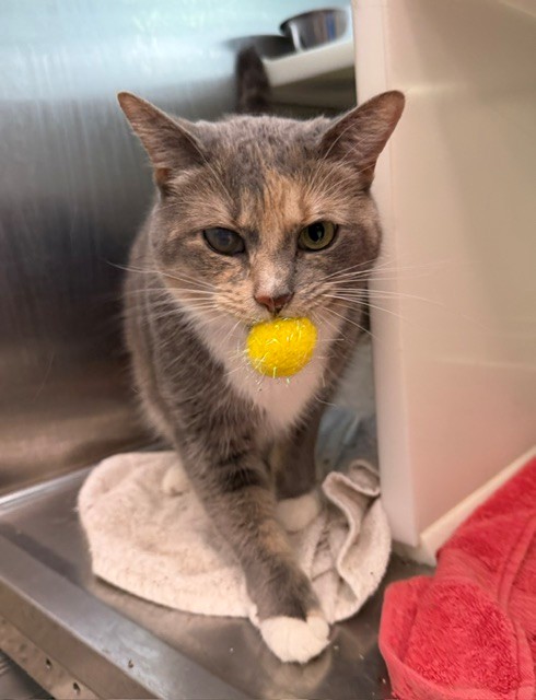Shelter Stray Female Cat last seen THORNTON COMMUNITY CENTER - 2211 EPPINGER BLVD, 12155 Park Blvd, Brighton, CO 80601, USA