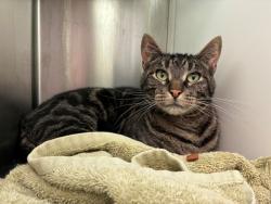 Shelter Stray Male Cat last seen THORNTON COMMUNITY CENTER - 2211 EPPINGER BLVD, 12155 Park Blvd, Brighton, CO 80601, USA