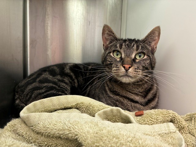 Shelter Stray Male Cat last seen THORNTON COMMUNITY CENTER - 2211 EPPINGER BLVD, 12155 Park Blvd, Brighton, CO 80601, USA