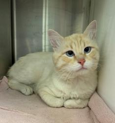 Shelter Stray Male Cat last seen Near BLOCK JASMINE, 12155 Park Blvd, Brighton, CO 80601, USA