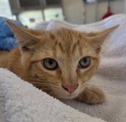 Shelter Stray Male Cat last seen Near BLOCK BIRCH CT, 12155 Park Blvd, Brighton, CO 80601, USA
