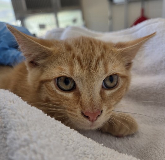 Shelter Stray Male Cat last seen Near BLOCK BIRCH CT, 12155 Park Blvd, Brighton, CO 80601, USA