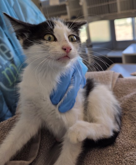 Shelter Stray Male Cat last seen Near BLOCK CLAYTON ST, 12155 Park Blvd, Brighton, CO 80601, USA
