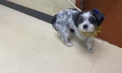 Shelter Stray Female Dog last seen 83RD AND GLEN AVE, 3839 W Burnham St, West Milwaukee, WI 53215, USA
