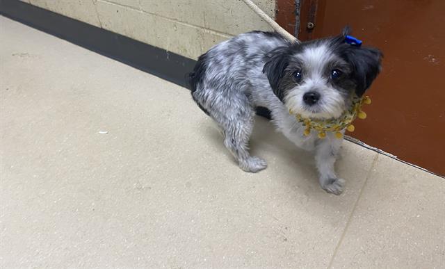 Shelter Stray Female Dog last seen 83RD AND GLEN AVE, 3839 W Burnham St, West Milwaukee, WI 53215, USA