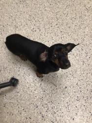 Shelter Stray Male Dog last seen MALLEY DR / GRANT DR, 12155 Park Blvd, Brighton, CO 80601, USA