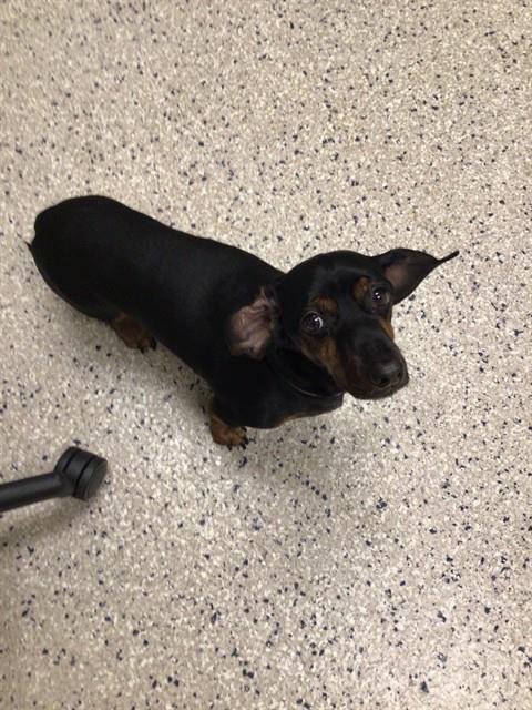 Shelter Stray Male Dog last seen MALLEY DR / GRANT DR, 12155 Park Blvd, Brighton, CO 80601, USA