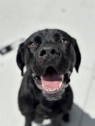 Shelter Stray Male Dog last seen Near, 2600 S Harding St, Indianapolis, IN 46221, USA