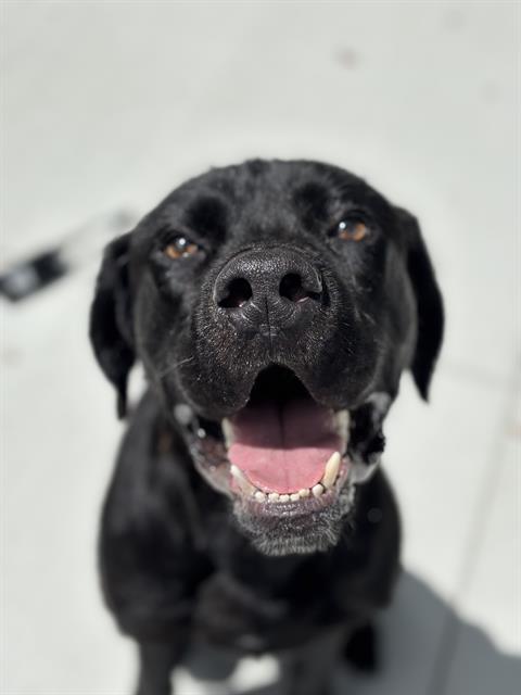 Shelter Stray Male Dog last seen Near, 2600 S Harding St, Indianapolis, IN 46221, USA