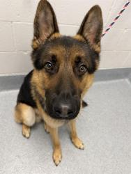 Shelter Stray Male Dog last seen Near, 2600 S Harding St, Indianapolis, IN 46221, USA