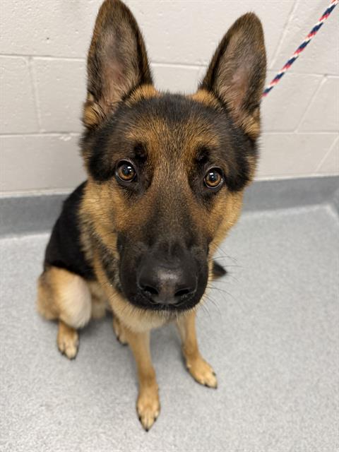 Shelter Stray Male Dog last seen Near, 2600 S Harding St, Indianapolis, IN 46221, USA