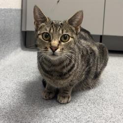 Shelter Stray Female Cat last seen Near, 2600 S Harding St, Indianapolis, IN 46221, USA