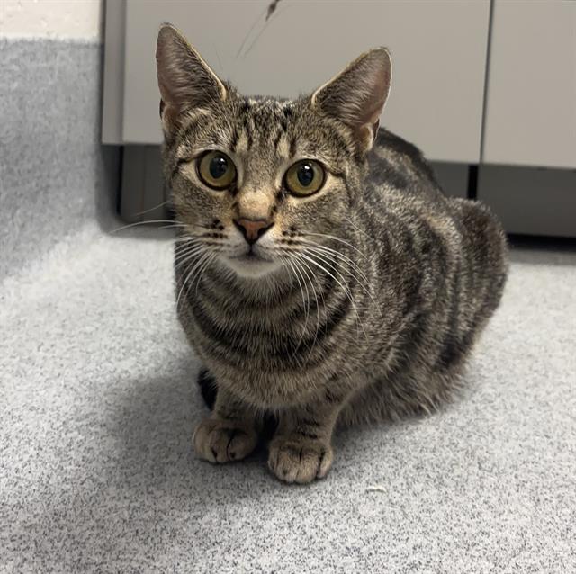 Shelter Stray Female Cat last seen Near, 2600 S Harding St, Indianapolis, IN 46221, USA