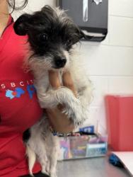 Shelter Stray Female Dog last seen ROCKFORD AVE X VAL MAR CIRCLE, 333 Chandler Pl, San Bernardino, CA 92408, USA