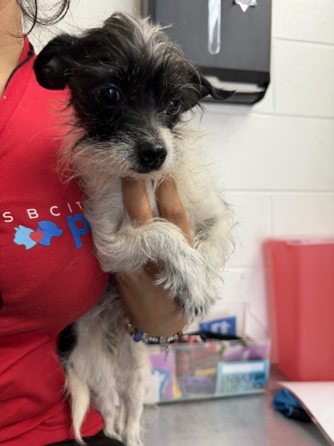 Shelter Stray Female Dog last seen ROCKFORD AVE X VAL MAR CIRCLE, 333 Chandler Pl, San Bernardino, CA 92408, USA