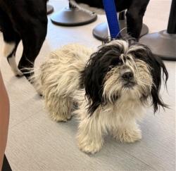 Shelter Stray Female Dog last seen FOOTHILL BLVD & ALMERIA AVE, FONTANA, CA, 92335, USA, 333 Chandler Pl, San Bernardino, CA 92408, USA