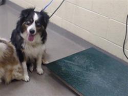 Shelter Stray Female Dog last seen Near BLOCK W ALAMEDA AVE, DENVER CO 80223, 1241 W Bayaud Ave, Denver, CO 80223, USA