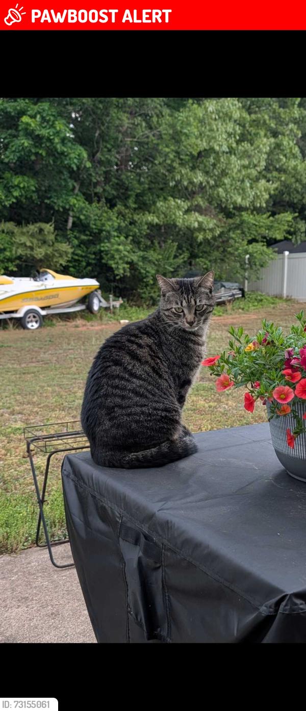 Lost Female Cat last seen Jackson Grove, Greenville County, SC 29690