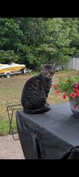 Lost Female Cat last seen Jackson Grove, Greenville County, SC 29690
