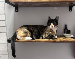 Lost Female Cat last seen Eastland, Atlanta, GA 30316