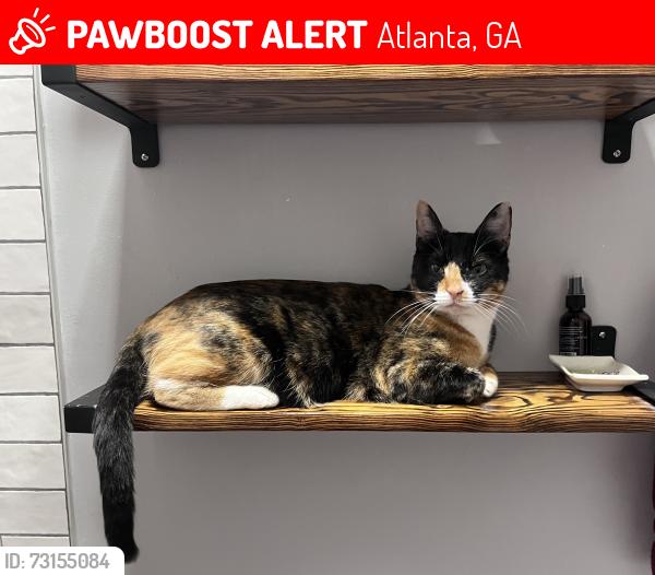 Lost Female Cat last seen Eastland, Atlanta, GA 30316