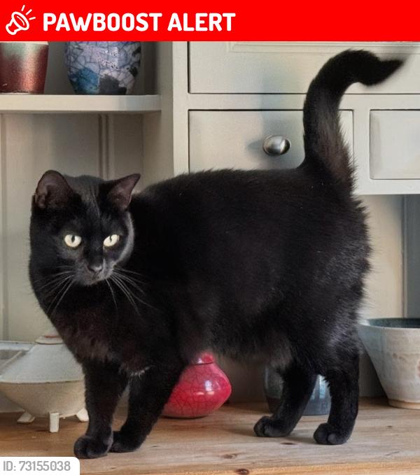 Lost Female Cat last seen Gardens in Waterside Lane, Gillingham, Medway, England ME7 2ST