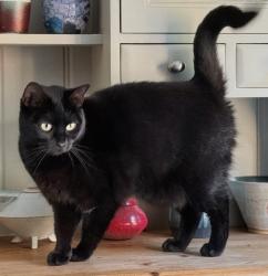 Lost Female Cat last seen Gardens in Waterside Lane, Gillingham, Medway, England ME7 2ST