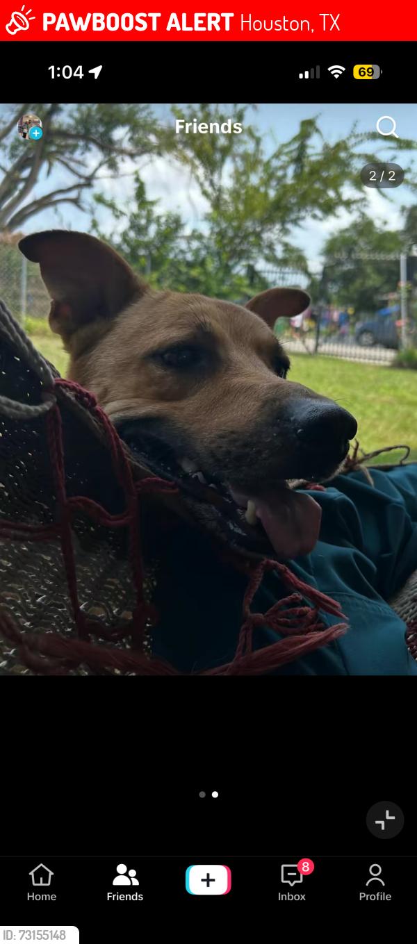 Lost Male Dog last seen Jutland Rd, Houston, TX 77033
