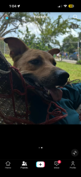 Lost Male Dog last seen Jutland Rd, Houston, TX 77033