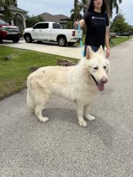 Reunited Male Dog last seen Veterans and Chiquita, Cape Coral, FL 33991