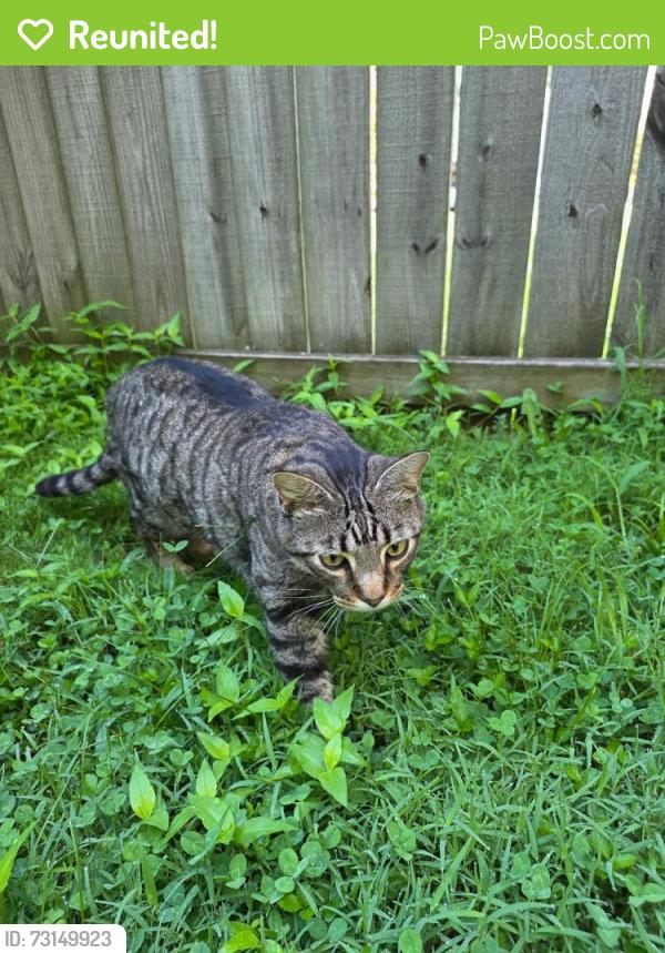 Reunited Female Cat last seen Westhaven Dr. & Cason Lane, Murfreesboro, TN 37128