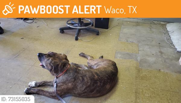 Found/Stray Female Dog last seen Elm and hood, Waco, TX 76704