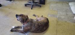 Found/Stray Female Dog last seen Elm and hood, Waco, TX 76704