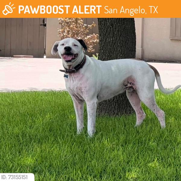 Found/Stray Unknown Dog last seen Valley view, San Angelo, TX 76903
