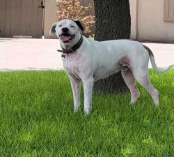 Found/Stray Unknown Dog last seen Valley view, San Angelo, TX 76903
